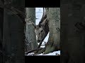 Жизнь в Альпах | 2 Часть | #животные #animals  #wildlife  #alps  #shorts
