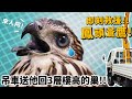 即刻救援兩隻鳳頭蒼鷹!用吊車送回三層樓窩!【許伯簡芝】【從零開始】