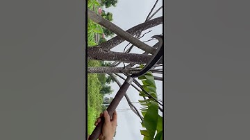 Tôi làm con dao quắm phát rẫy bằng thép trục tàu ngầm chặt cây như chặt chuối vậy thật hiếm có