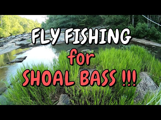 Fly Fishing for Shoal Bass in Georgia!!! Quick Fishing Session