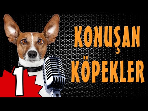 Konuşan Köpekler 1 - Komik Köpek Videoları