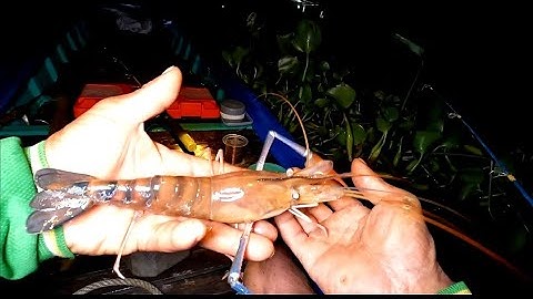 Câu cá lăng mồi tự làm có cá là đốp liền @vochongmientaytv 