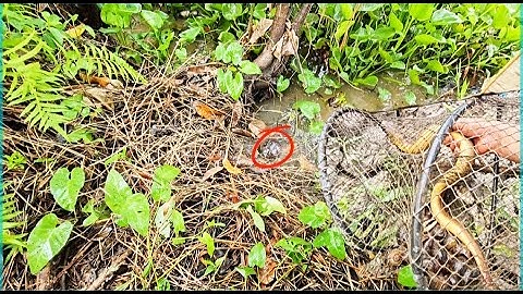 Một mình đi thăm lờ cá lóc, để lại cụ rùa về thiên nhiên