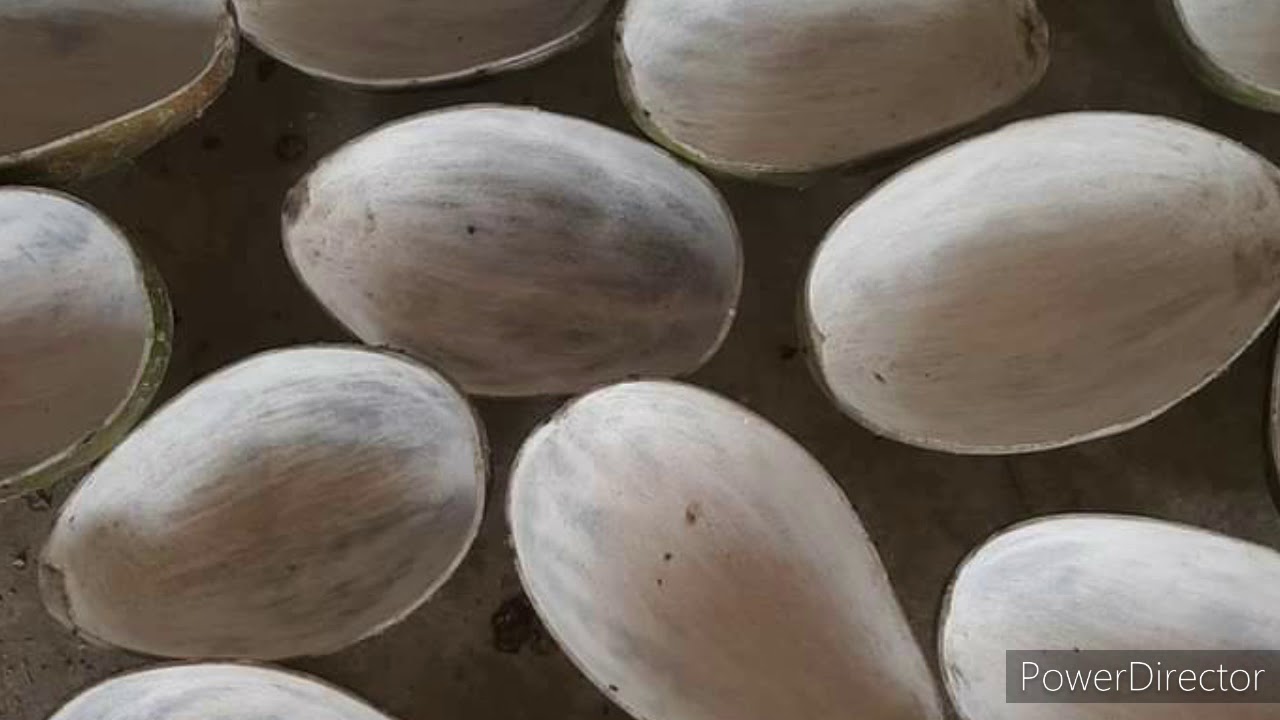 RACINE OSSANGNE DE SAMBA NICKEL PALA LWA