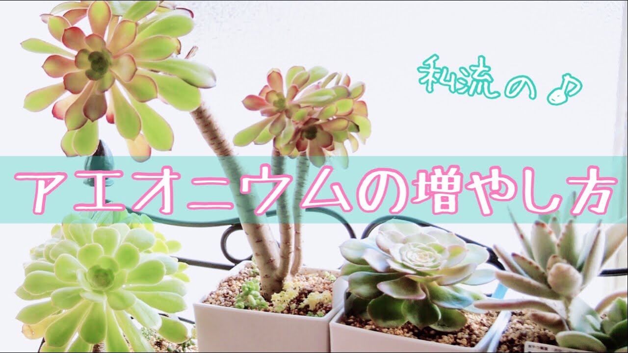 多肉植物】アエオニウム私流の増やし方の紹介です❣️ - YouTube