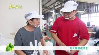 草地狀元-蜜麻花VS有機棉花搶先看(20171113播出)