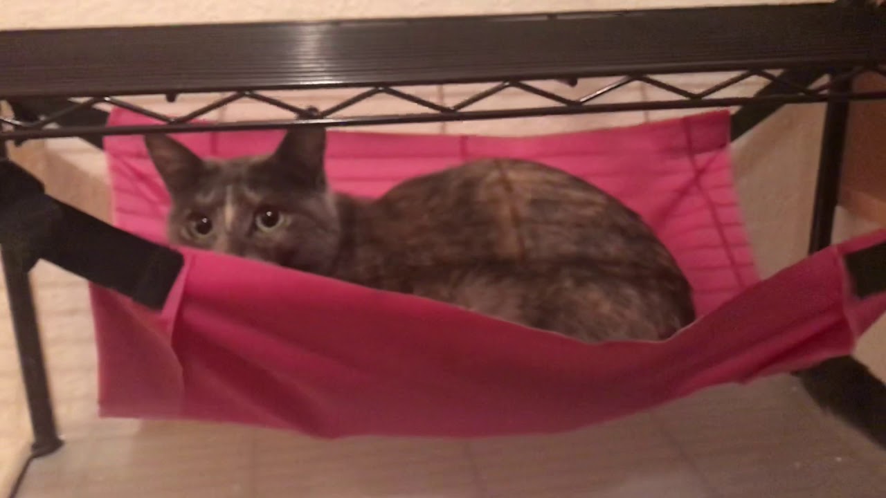 かわいい猫 たま手作りハンモックでくつろぐ Youtube かわいい猫 たま手作りハンモックでくつろぐ Youtube