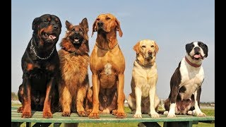 5 ПОРОД ГИГАНТСКИХ СОБАК 5 ПОРОД ГИГАНТСКИХ СОБАК