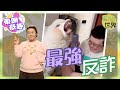 【on.cc東網】動物世界：網紅羊駝回應電騙　騙徒激嬲崩潰狂罵