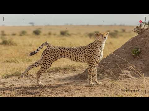 Video: Kafshët Më Të Shpejta Në Tokë