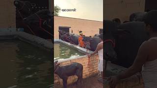 👍 शाम 4:00 बजे , Raj dairy farm से लाइव 🔴