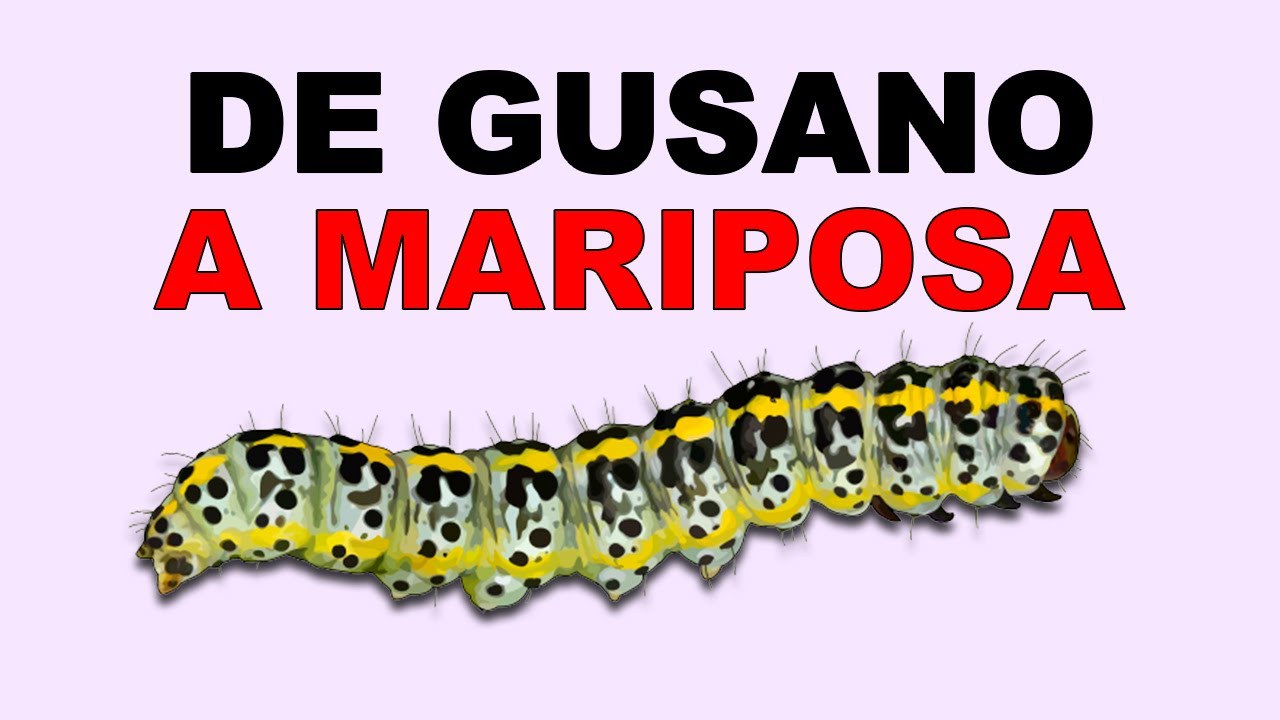 🐛 ORUGAS Que se CONVIERTEN en MARIPOSAS Animales Salvajes YouTube 🐛 ORUGAS Que se CONVIERTEN en MARIPOSAS Animales Salvajes YouTube