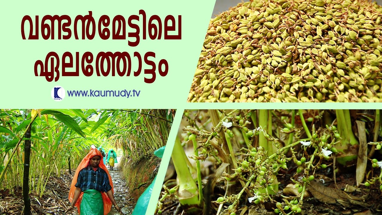 Cardamom Plantation at Vandanmedu | Haritham Sundaram | Kaumudy TV