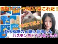 沖縄おすすめお土産！数ある雪塩スイーツ(お土産)NO.1はこれだ！