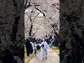 Sakura matsuri kyoto 桜まつり#桜 #sakura #kyoto
