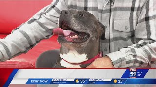 Veterinarian on toxicity of antifreeze on pets