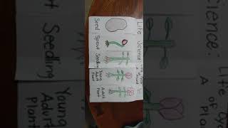 Life Science Foldable