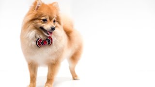 Can Pomeranians be left alone with older children?