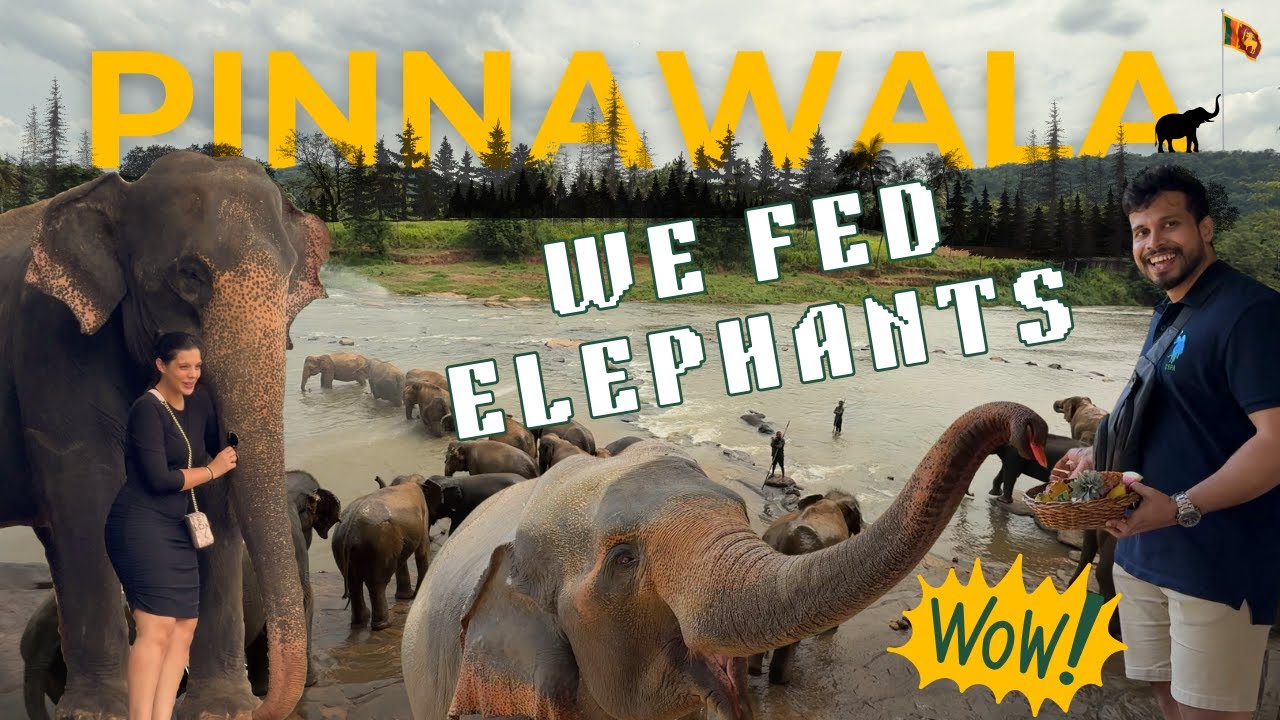 Unveiling the Magic: A Day at Pinnawala Elephant Orphanage Adventure!