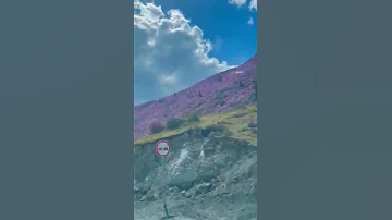 Как цветёт багульник на дальнем востоке в мае