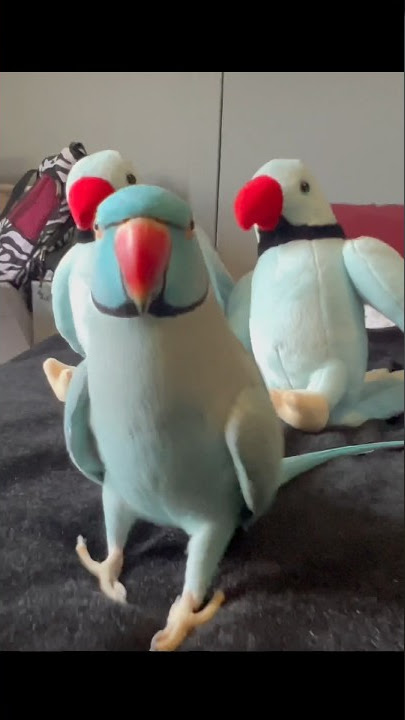 Kiwi… Meet Kiwi 1, 2 & 3 😅 #parrot #bluebird #talkingparrot