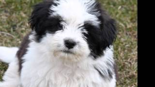 10 Best Small Dog Breeds for Indoor Pets by TenRanking 691,433 views 9 years ago 3 minutes, 10 seconds