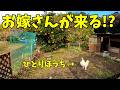 【突然】“お嫁さんもらえます”、飼い主がパニック状態に… 352話目