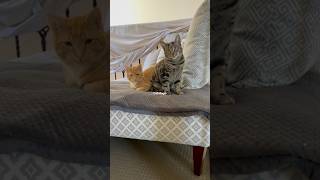 Their World Was Getting Bigger… Except for Sandy 🐾 1-Minute Digest 🐈 Their World Was Getting Bigger… Except for Sandy 🐾 1-Minute Digest 🐈