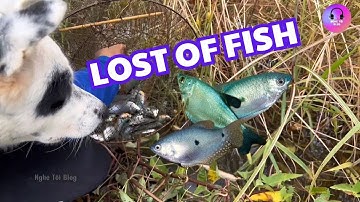 LOST OF FISH | TOÀN CÁ SẶC | много рыбы | الكثير من الأسماك