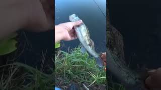 Fish #shorts #fishing #shortsvideo #рыбалка