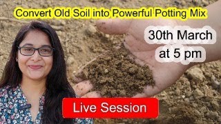 MAKE POWERFUL SOIL MIX FROM OLD SOIL/ WHY SOIL BECOMES BARREN/ TIPS FOR SOIL MIXTURE