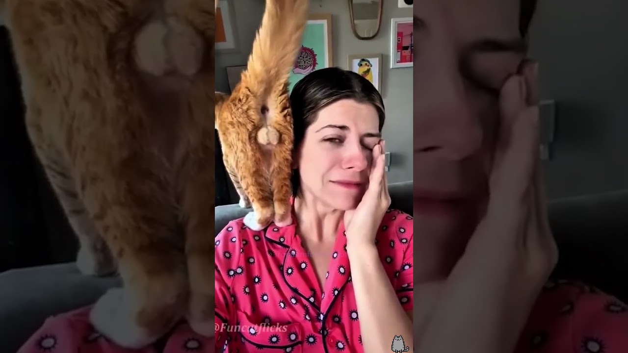 TRY NOT TO LAUGH   60 secs of FUNNY CATS   PART 22