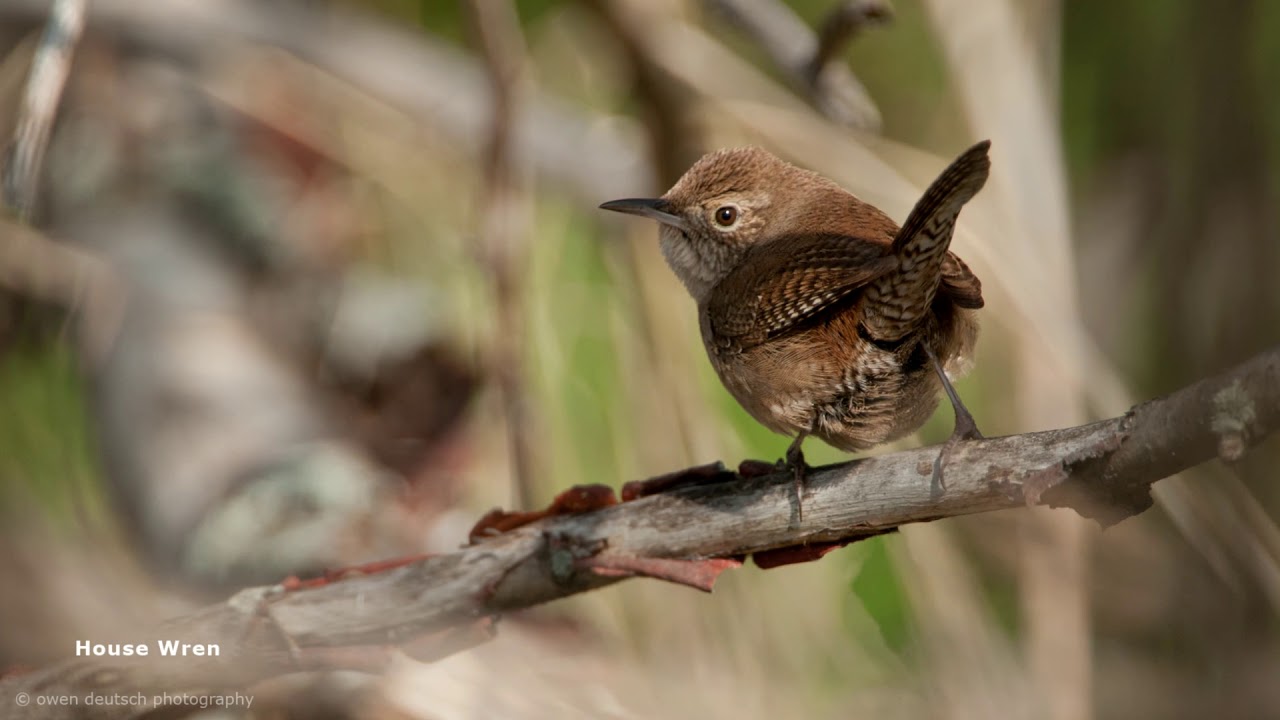 House Wren YouTube