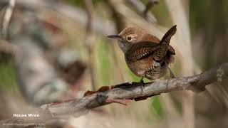 House Wren