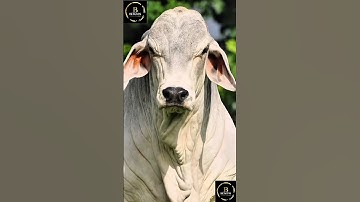 Sapi brahman #cow #sapigemuk #sapimakan #sapi #sapilucu #animals #sapipedaging #suksesternaksapi