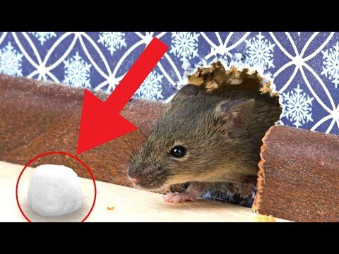 7 Tested & Proven Ways To Get Rid of Rats Permanently / How To Kill Rat / Rat Trap