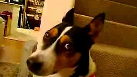 Басенджи воет (basenji barks)