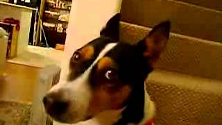 Басенджи воет (basenji barks) Басенджи воет (basenji barks)