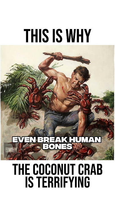 This Is Why Coconut Crabs Are Terrifying