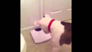 Dog Barks at Weight on a Scale Net Worth
