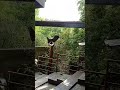 #birdshow #cebusafariandadventurepark #animalslife