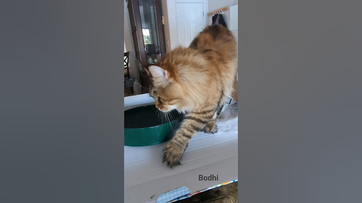 Video 2701781: mainecooncat mainecoons cat, mainecooncat cat funny, european polydactyl maine coon, blue maine coon, maine coon love