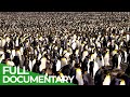 South Georgia - Penguin Paradise of the South Atlantic | Free Documentary Nature