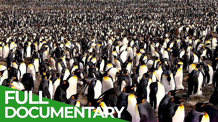 South Georgia - Penguin Paradise of the South Atlantic | Free Documentary Nature - DayDayNews