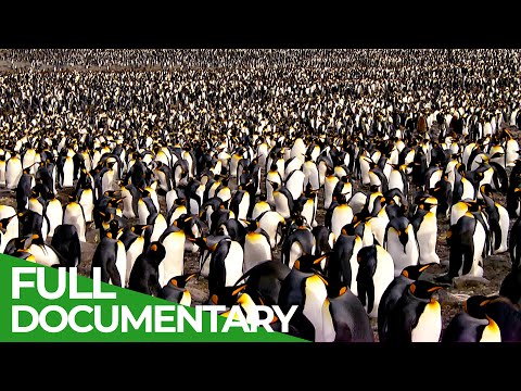 South Georgia - Penguin Paradise Of The South Atlantic | Free Documentary Nature