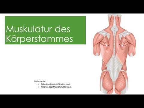 Einteilung Rumpfmuskulatur - YouTube