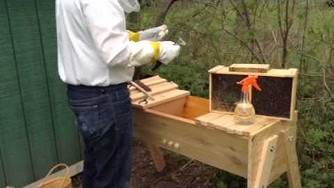 Installing bees in a new top bar hive part one