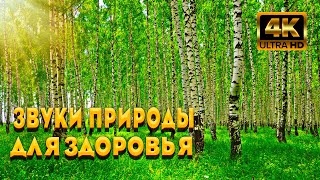 Волшебное Пение Птиц В Летнем Лесу ASMR. Прекрасные Звуки Природы Для Здоровья Всего Организма.