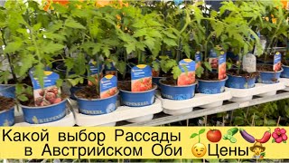 КАКОЙ ВЫБОР РАССАДЫ 🍅🥒🍆В АВСТРИЙСКОМ ОБИ 👩‍🌾😉ЦЕНЫ 👩‍🌾