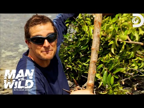 Bear Grylls Catches